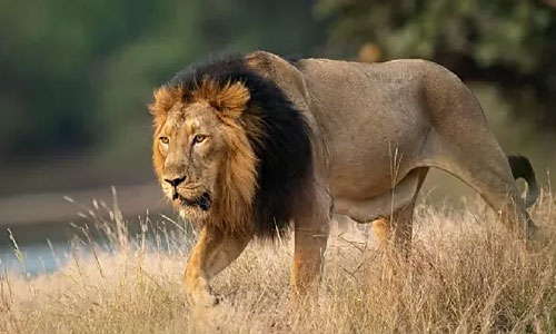 The Asiatic Lions