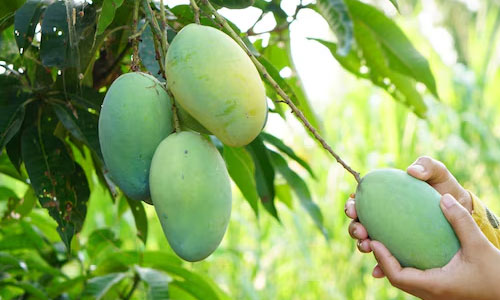 Mango plucking and tasting